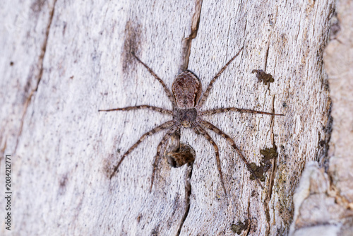 Photos Philodromus margaritatus is a running crab spider