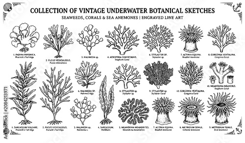 Foto Collection of Vintage Underwater Botanical Sketches Vector Illustration Set Feat