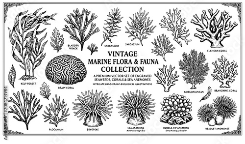 Foto Vintage Marine Flora and Fauna Botanical Vector Illustration Set Featuring Hand