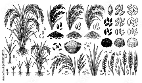 Cuadro en lienzo Vintage Hand Drawn Rice and Cereal Grain Plant Botanical Engraving Vector Collec