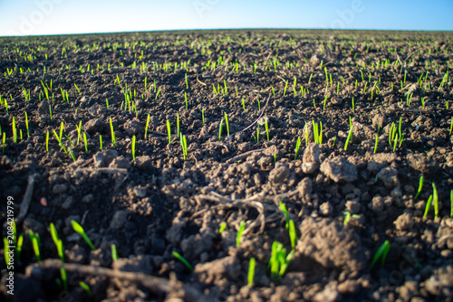 Bild auf Leinwand Young green seedlings emerging from fertile soil under clear blue sky symbolize