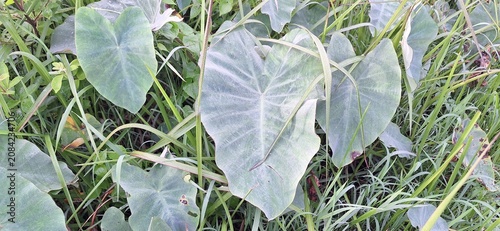 Elephant Ear Plants Growing Naturally in Green Grass Field