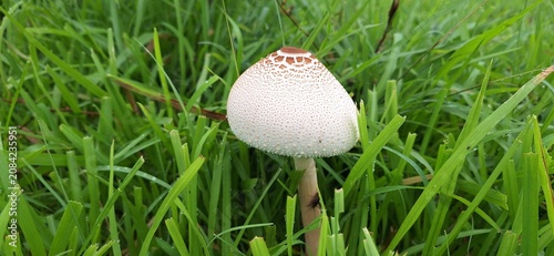 Close-Up of Wild Mushroom with Textured Cap Growing in Green Grass
