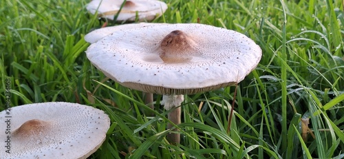 Close Up of Wild Fungi Growing Among Fresh Green Grass
