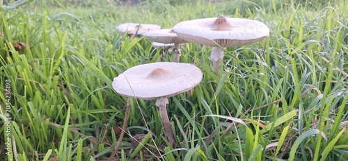 Wild Mushrooms Growing in Green Grass Meadow at Sunrise