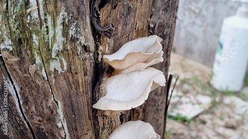 Fresh Oyster Mushrooms Growing on Decaying Tree Trunk Close-Up