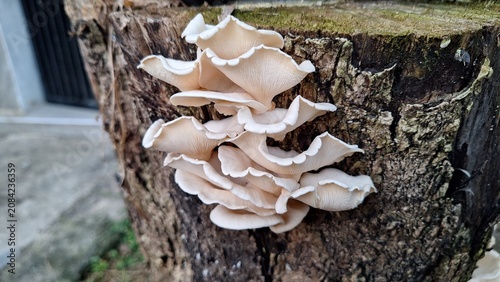 Oyster Mushrooms Growing on Tree Trunk in Natural Outdoor Environment