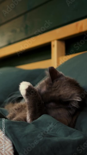 Gentle feline cares for itself. Calm domestic feline grooming on lush green cloth in soft sunlight. Peaceful gray kitten attending to grooming on verdant blanket beneath tender morning light