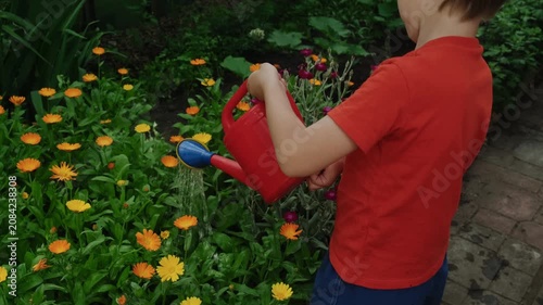 Summer vibes. Small boy watering flower bed with calendula plants in summer garden.