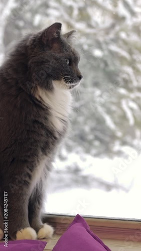 Tuxedo cat sits on windowsill and looks outside, with snowy trees visible through glass and purple cushion in foreground. Calm indoor pet watching winter landscape from window ledge.
