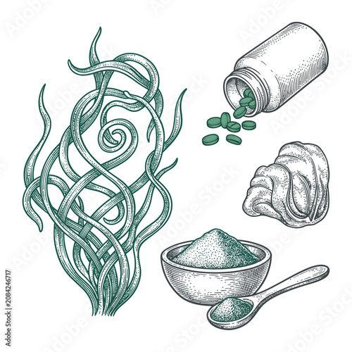 Hand drawn sketch of spirulina algae and healthy supplements