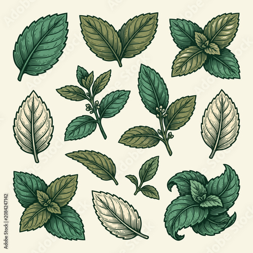 A collection of vintage hand drawn mint leaves on beige