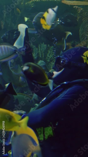 Fisher feeds fish. Caretaker delicately distributes food to diverse tropical marine species. Guardian carefully offers nourishment as schools of vibrant fish swiftly assemble around him