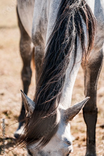 фотографія Close-up of a grazing gray and white horse with long dark mane and forelock in a