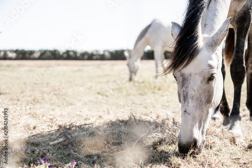 Cuadro en lienzo Two white horses grazing in a sunlit dry pasture with close-up on a horse's head