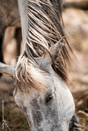 фотографія Close-up of dapple gray horse grazing with tangled mane and forelock falling ove
