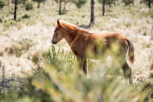 Принти на полотні Young chestnut foal standing in sunlit scrubland among pine trees, wild horse in