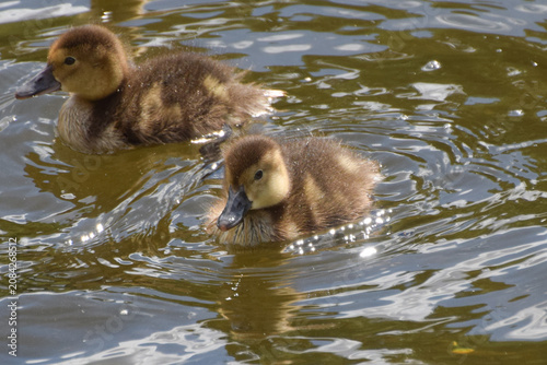 Newborn mallard ducklings swim in a pond