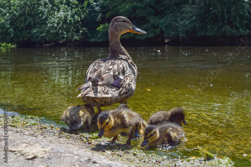 A mallard duck mother and her ducklings stand next to a pond