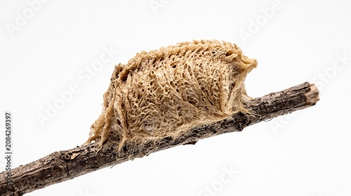 Praying Mantis Egg Case Isolated on White Background