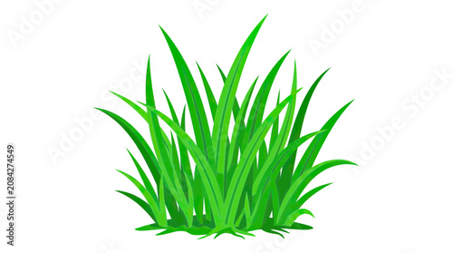 Canvastavla Vibrant green grass clump with detailed blades on white background