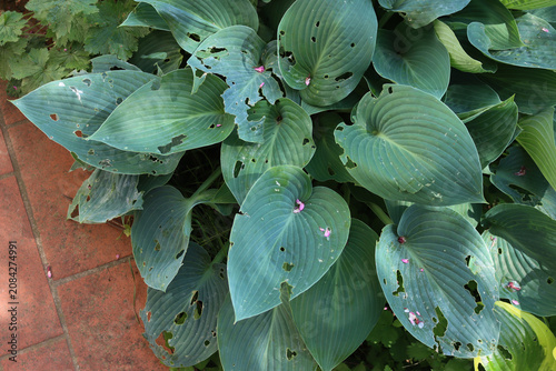 Tableau sur toile Hosta x tardiana 'Halcyon'