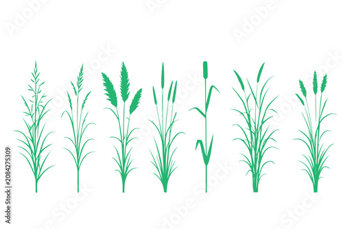 Green meadow grass silhouettes, set of 7 wild cereal plants and field weeds, botanical vector illustrations for nature landscape design