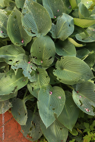 Canvastavla Hosta x tardiana 'Halcyon'
