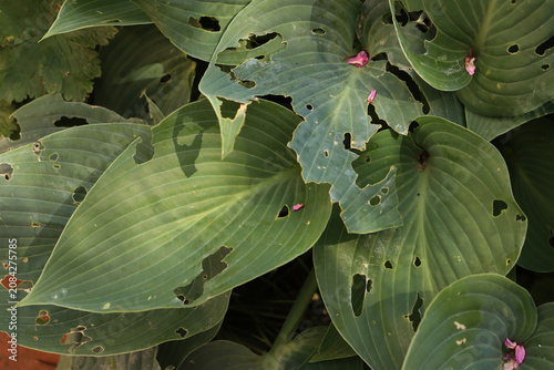 Konstfotografi Hosta x tardiana 'Halcyon'