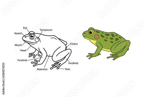 Fotografi Frog Anatomy Illustration Educational Biology Guide