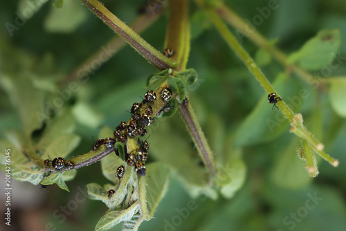 Close-up of many young green shield bugs on damaged green Potato leaves in the field. Nezara viridula in potato cultivation in Italy