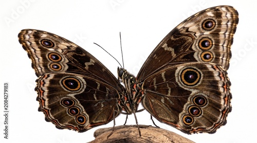 An extreme macro portrait of a Blue Morpho butterfly resting with its wings slightly closed, showing the dazzling, iridescent electric