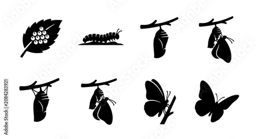 Foto Butterfly Life Cycle Stages Vector Icons, Metamorphosis Process Silhouette Set,