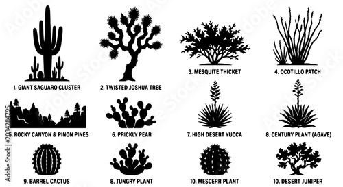Obraz na płótnie Desert Flora Collection: 10 Iconic Southwestern Plants, Cactus Silhouettes, Bota