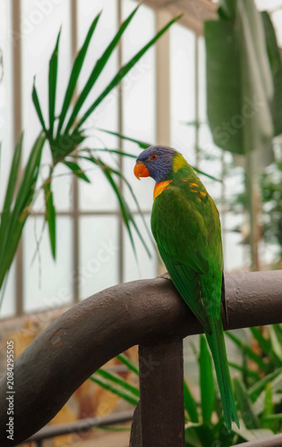 Obraz na płótnie Rainbow lorikeet perched on a rail, side profile