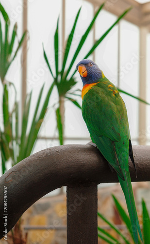 Obraz na płótnie Rainbow lorikeet perched on a rail in a tropical greenhouse