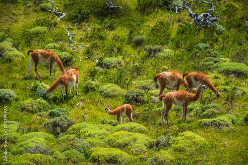 Cuadro en lienzo Patagonian guanacos wildlife in Torres del Paine National Park, Chile
