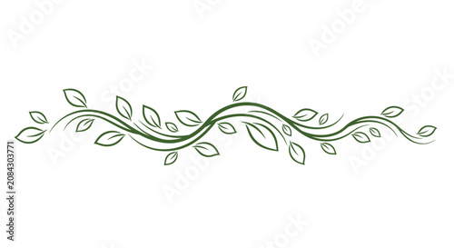 Elegant green vine divider with delicate swirling leaves and branches hand-drawn on a clean white background.