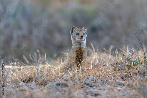 Foto The yellow mongoose (Cynictis penicillata) with a young one looking around for f