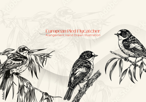 European Pied Flycatcher Bird Hand Drawn Vector Illustration, Vintage Arrangement Sketch