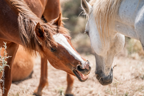 Tableau sur toile Close-up of two horses nuzzling with open mouths in a sunlit dry paddock, playfu