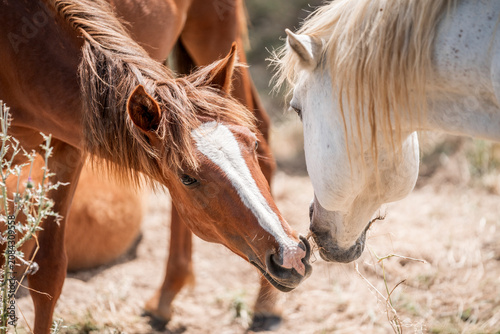 Foto Two horses nuzzling and touching noses in a sunlit dusty paddock, close-up of ch