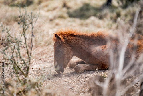 Konstfotografi Chestnut horse lying down and resting in dry scrubland with sparse vegetation an