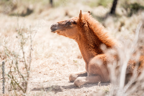 фотографія Chestnut foal lying and resting on sandy scrubland in natural sunlight, close-up