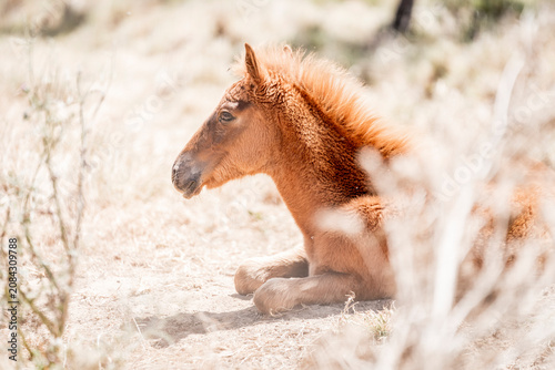 Foto Chestnut foal resting on sandy ground among pale scrub in a sunlit arid landscap
