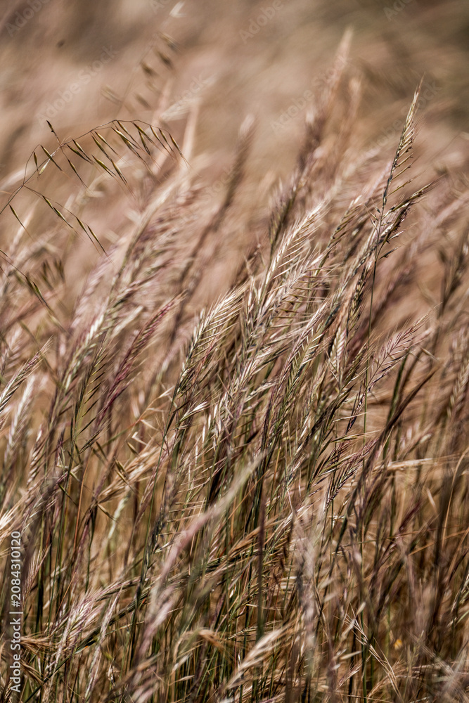 Obraz premium Close-up of tall dry wild grasses swaying in a windblown meadow, warm golden tones and texture