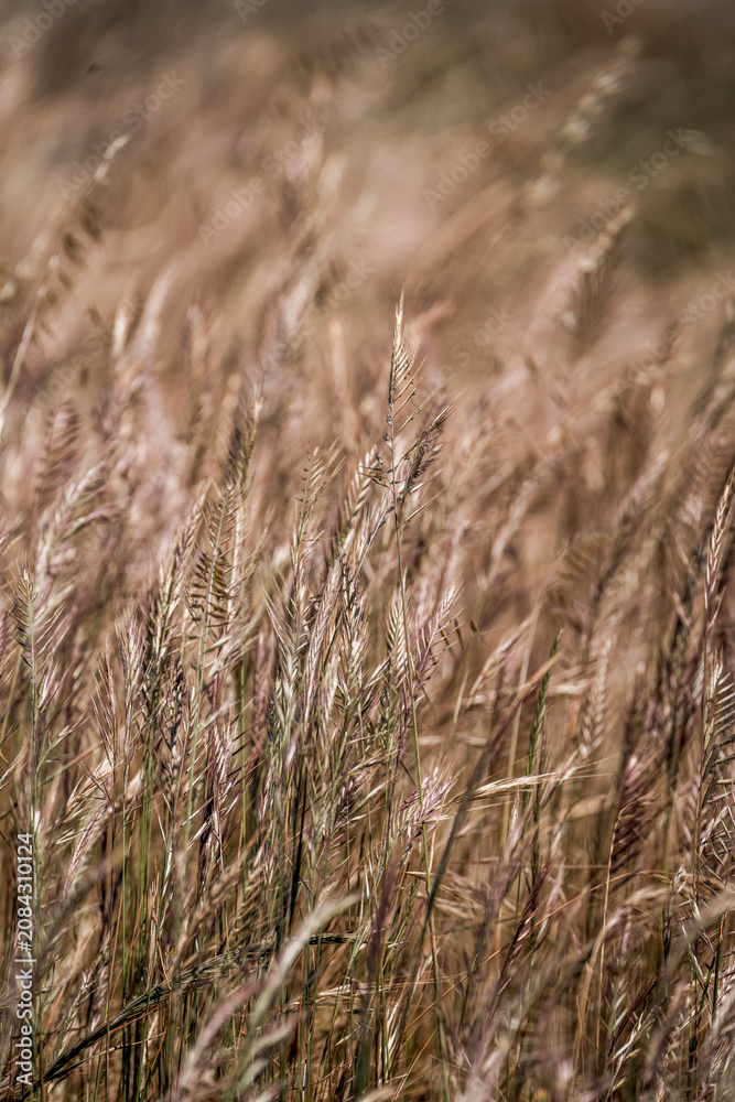 Fototapeta premium Close-up of golden dry grass and seed heads in a windswept meadow with warm tones and shallow depth of field