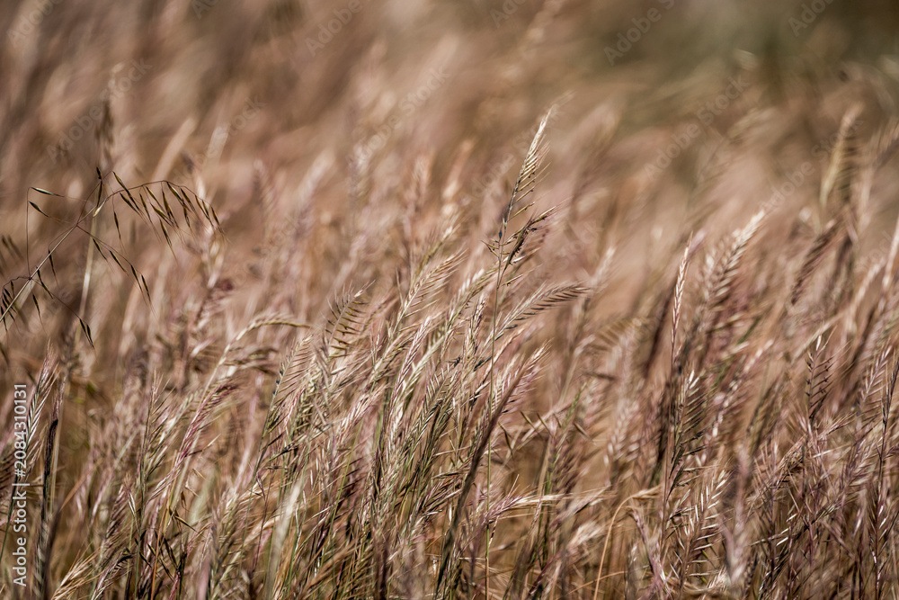 Fototapeta premium Close-up of sunlit dried wild grasses in a field with shallow depth of field and warm earthy tones