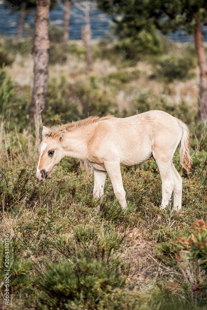 Naklejka premium Cream-colored pony grazing on heathland among pine trees in soft natural light, rural landscape