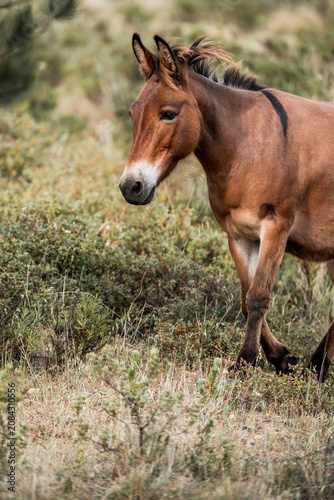 Obraz na plátně Brown horse walking through dry grassy scrubland in sunlit pasture, side view po